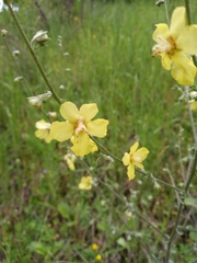 Verbascum leucophyllum