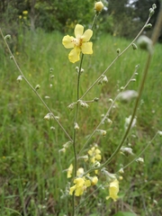 Verbascum leucophyllum