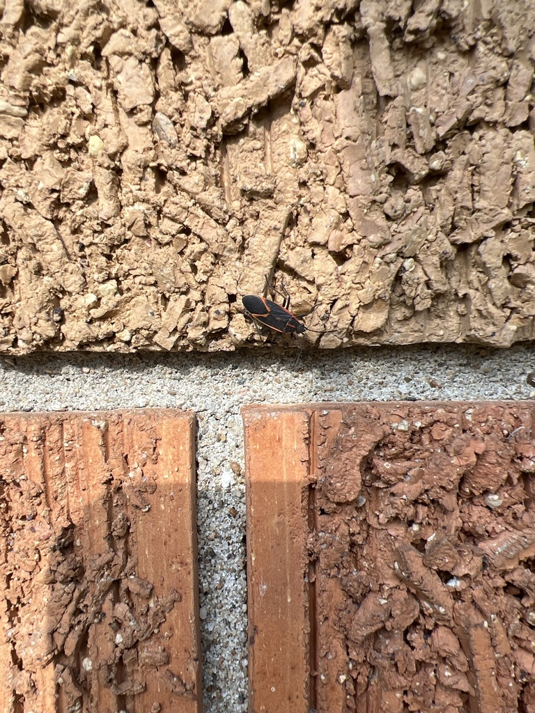 Eastern Boxelder Bug from Upper Hunters Trace, Louisville, KY, US on