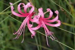 Nerine angustifolia