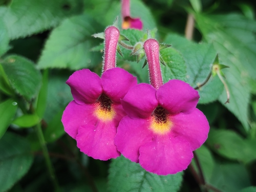 Achimenes skinneri (Achimenes skinneri)