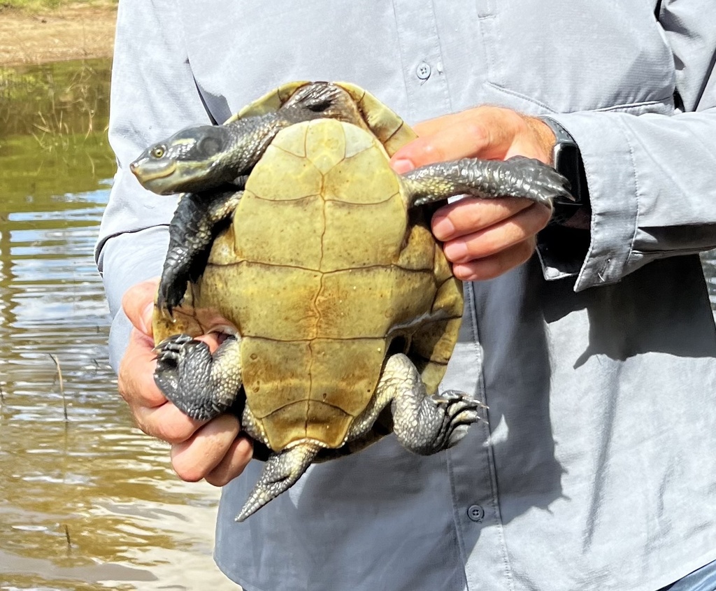 Macquarie Turtle from Netherby, QLD, AU on February 29, 2024 at 09:45 ...