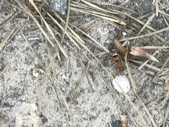 Pseudomethoca simillima