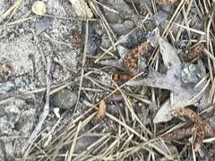 Pseudomethoca simillima