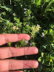 Sherardia arvensis