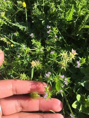 Sherardia arvensis