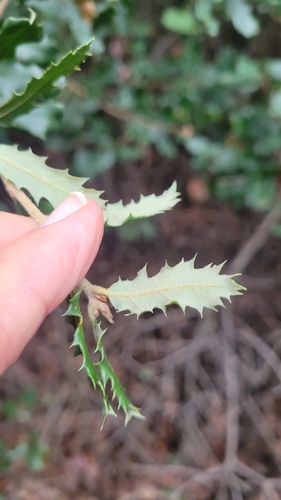 Quercus berberidifolia × durata