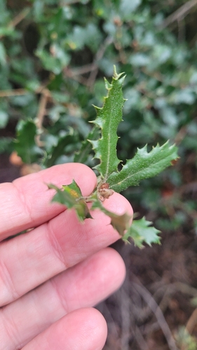 Quercus berberidifolia × durata