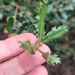 Quercus berberidifolia × durata - Photo (c) Elizabeth Lockhart, some rights reserved (CC BY), uploaded by Elizabeth Lockhart
