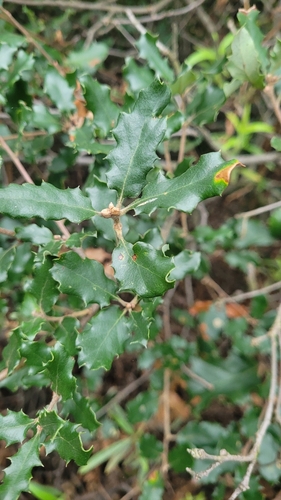 Quercus berberidifolia × durata