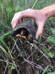 Kinixys belliana
