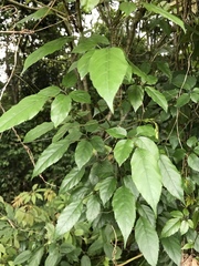 Causonis corniculata