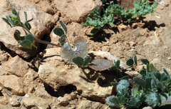 Medicago radiata