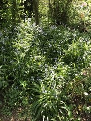 Hyacinthoides hispanica
