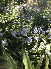 Hyacinthoides hispanica