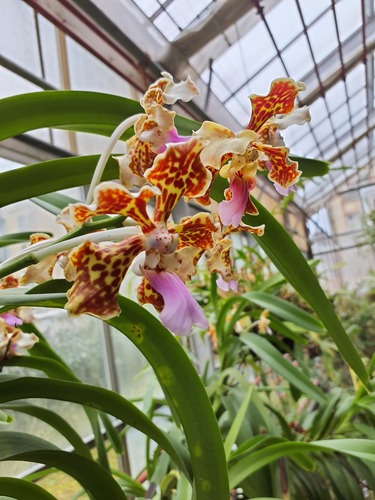 Vanda tricolor
