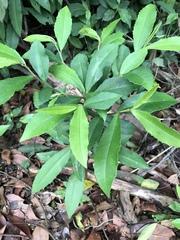 Ardisia cornudentata stenosepala