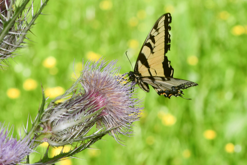 Bigspine thistle (Subspecies Cirsium horridulum megacanthum) · iNaturalist