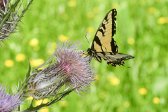 Cirsium horridulum megacanthum
