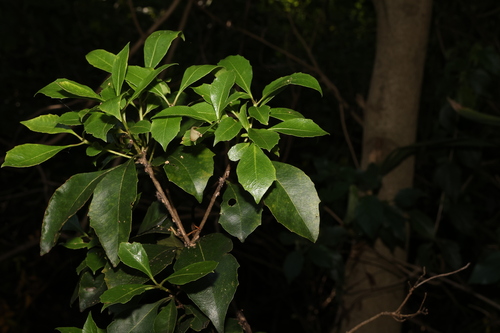 Image of Auranticarpa rhombifolia by (c) Greg Tasney, some rights reserved (CC BY-SA)