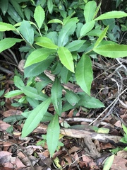 Ardisia cornudentata stenosepala