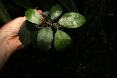 Image of Geijera salicifolia by (c) Greg Tasney, some rights reserved (CC BY-SA)
