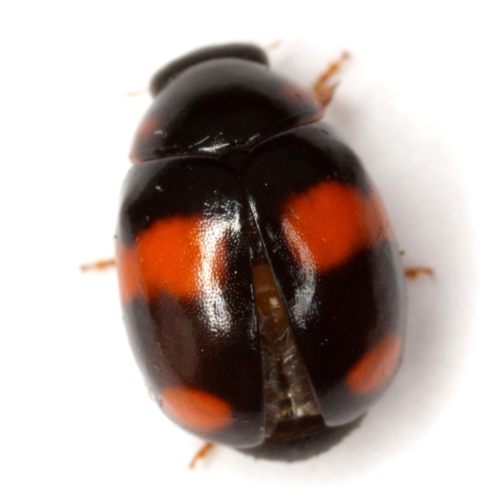Brachiacantha stephani