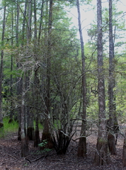 Crataegus aestivalis