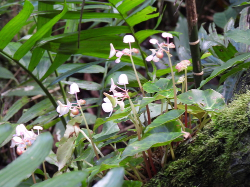 Begonia calderonii, photograph 3