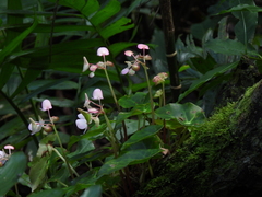 Begonia calderonii, photograph (c) Liliana Ramírez-Freire, some rights reserved (CC BY)