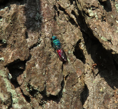 Chrysis terminata