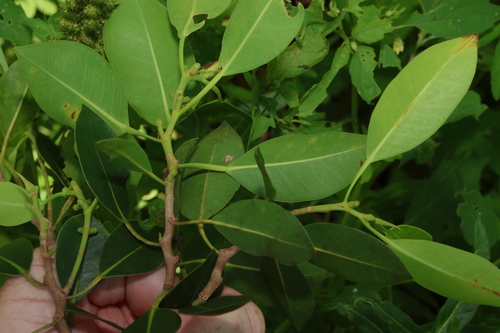Image of Ficus obliqua by (c) Greg Tasney, some rights reserved (CC BY-SA)