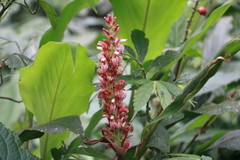 Alpinia japonica