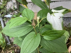 Saururus chinensis