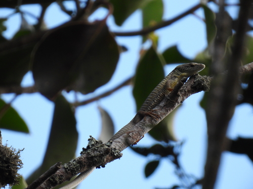 Sierra Morena Arboreal Alligator Lizards, Abronia morenica