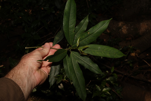 Image of Elaeocarpus kirtonii by (c) Greg Tasney, some rights reserved (CC BY-SA)