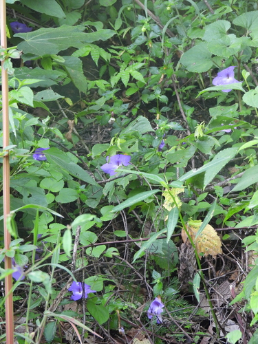Image of Achimenes longiflora by (c) Liliana Ramírez-Freire, some rights reserved (CC BY)