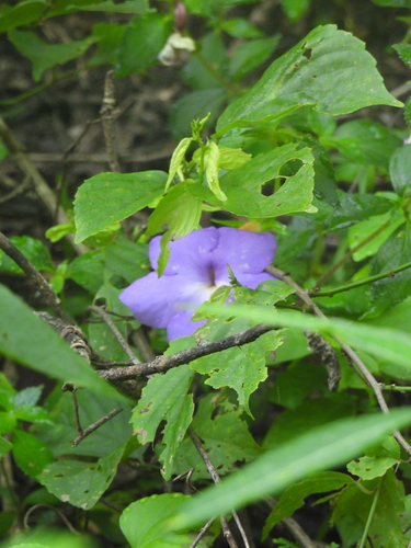 Image of Achimenes longiflora by (c) Liliana Ramírez-Freire, some rights reserved (CC BY)