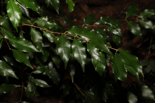 Image of Syzygium francisii by (c) Greg Tasney, some rights reserved (CC BY-SA)