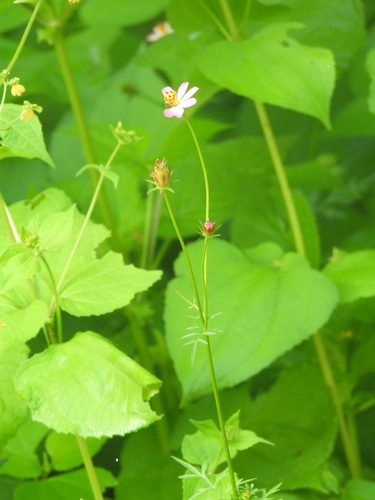 Cosmos caudatus
