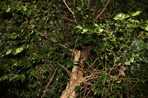 Image of Syzygium francisii by (c) Greg Tasney, some rights reserved (CC BY-SA)