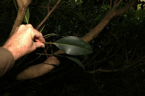 Image of Ficus watkinsiana by (c) Greg Tasney, some rights reserved (CC BY-SA)