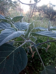 Datura lanosa