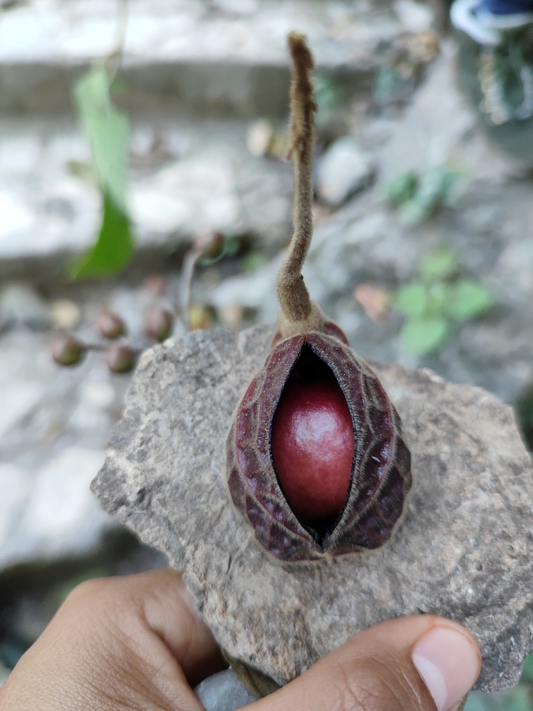 Aristolochia paracleta