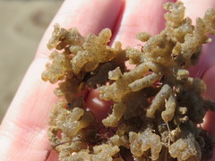 Porifera