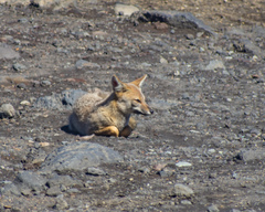 Lycalopex culpaeus culpaeus