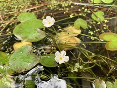 Nymphoides hydrophylla