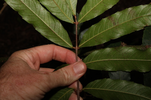 Image of Bosistoa pentacocca by (c) Greg Tasney, some rights reserved (CC BY-SA)