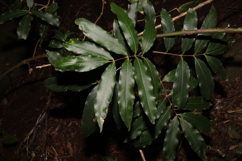 Bosistoa pentacocca observed 2024-02-29