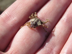 Brachyura